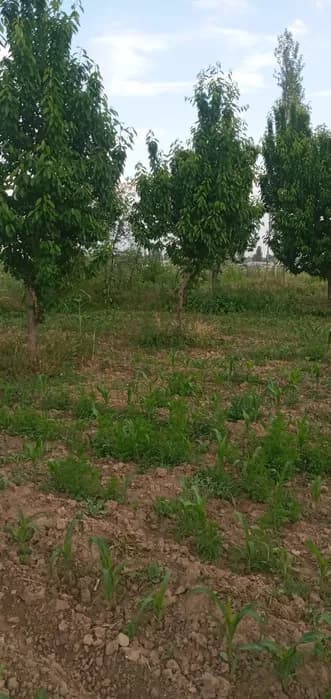 Dry land for sale: A quiet place with fresh air located by the river