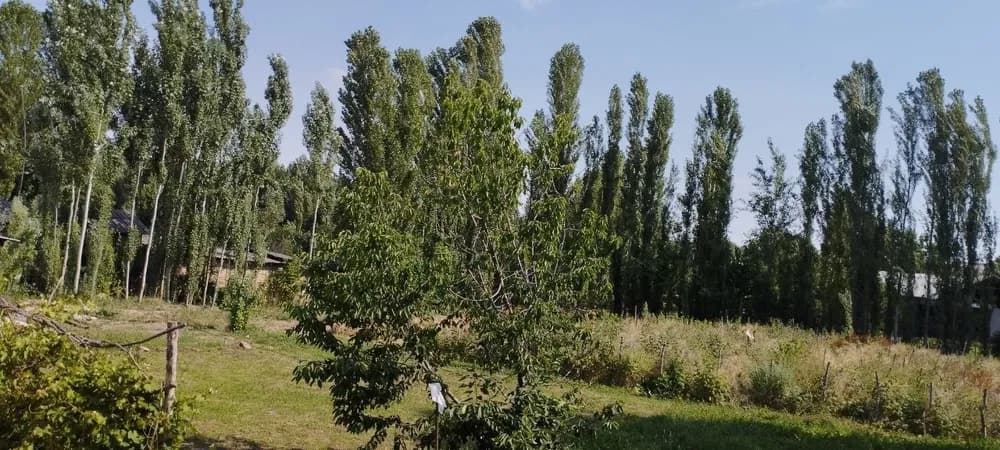 Plot in Yukori Chirchik district, 20 sotkas